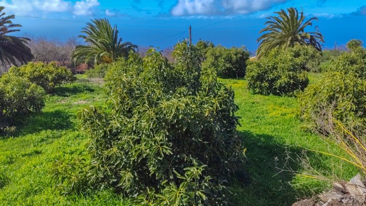 Casa Canaria con Tres Estudios y Múltiples Posibilidades en Tinizara