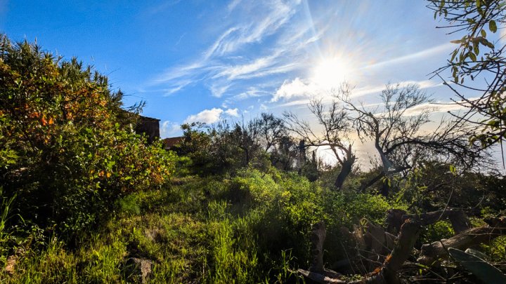 Canarian Estate with Sea Views and Development Potential in La Punta