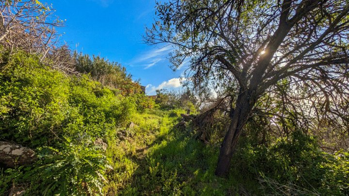 Canarian Estate with Sea Views and Development Potential in La Punta