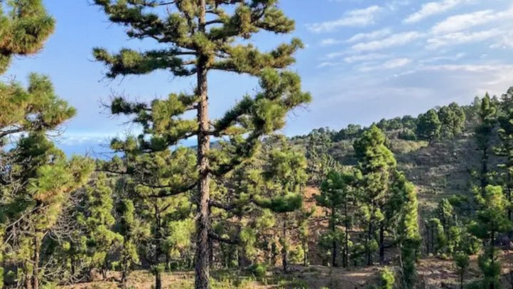 Canarian Country House with Large Plot in Las Tricias