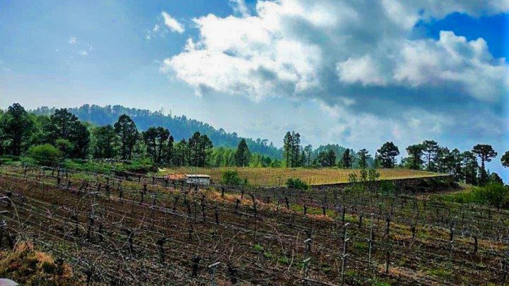 Canarian Winery Estate with Sea Views and Vineyard in Garafía