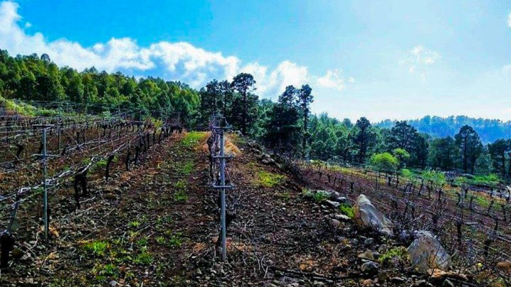 Canarian Winery Estate with Sea Views and Vineyard in Garafía