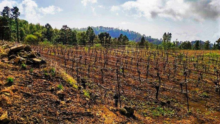 Canarian Winery Estate with Sea Views and Vineyard in Garafía