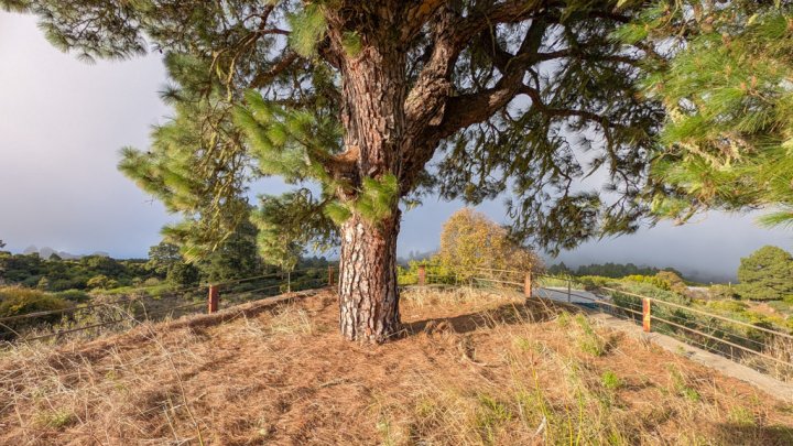 Naturfinca mit Cueva und großem Grundstück in Garafía