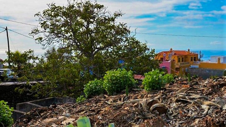 Baugrundstück mit kanarischem Altbestand und Meerblick in El Paso