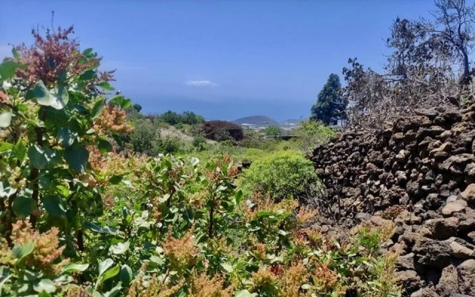Baugrundstück mit Meerblick in bevorzugter Wohnlage von El Paso auf La Palma (2)