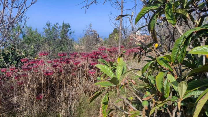 Grundstück mit Wasserbecken und Tourismuspotenzial in Tijarafe
