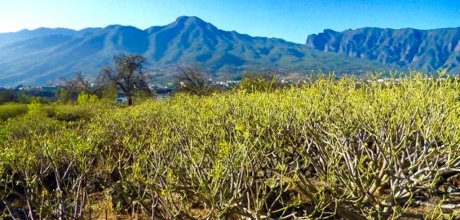 naturgrundstueck-tacande-el-paso-la-palma (1)