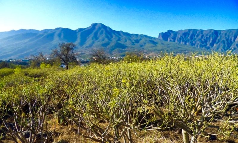 Spacious Nature Plot in Tacande, El Paso