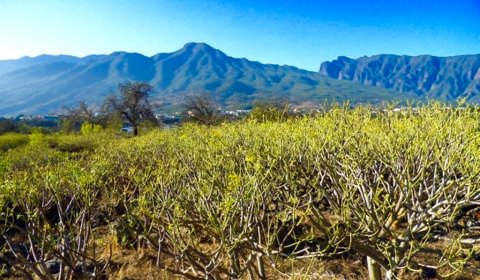 naturgrundstueck-tacande-el-paso-la-palma (1)