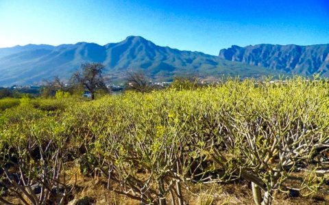naturgrundstueck-tacande-el-paso-la-palma (1)