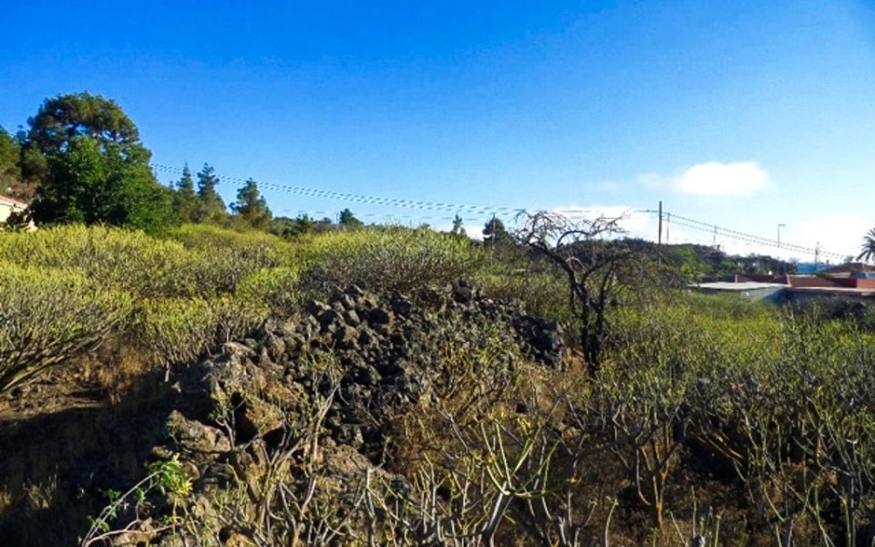 naturgrundstueck-tacande-el-paso-la-palma (2)