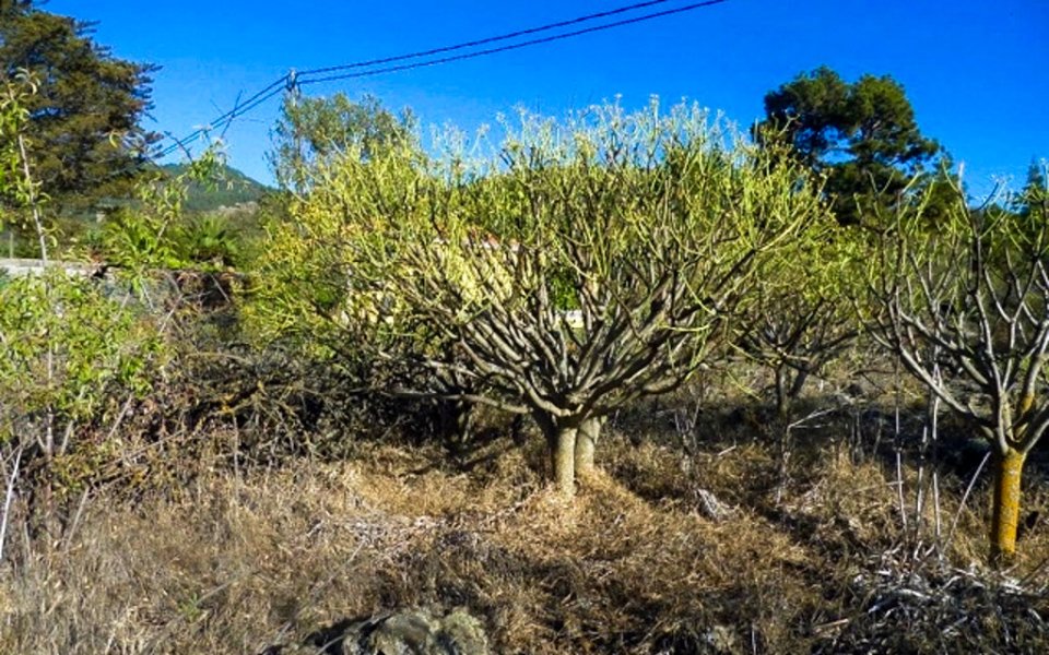 naturgrundstueck-tacande-el-paso-la-palma (4)